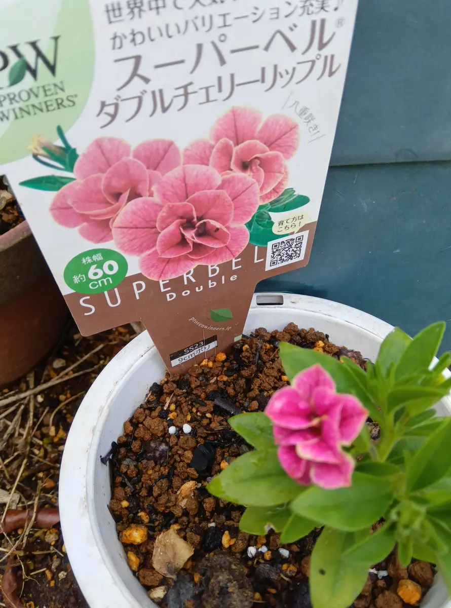 plus528！送料込昭和精機SPZ-200★植物の越冬に plus528様専用！送料込昭和精機SPZ-200☆植物の越冬に 【公式通販】