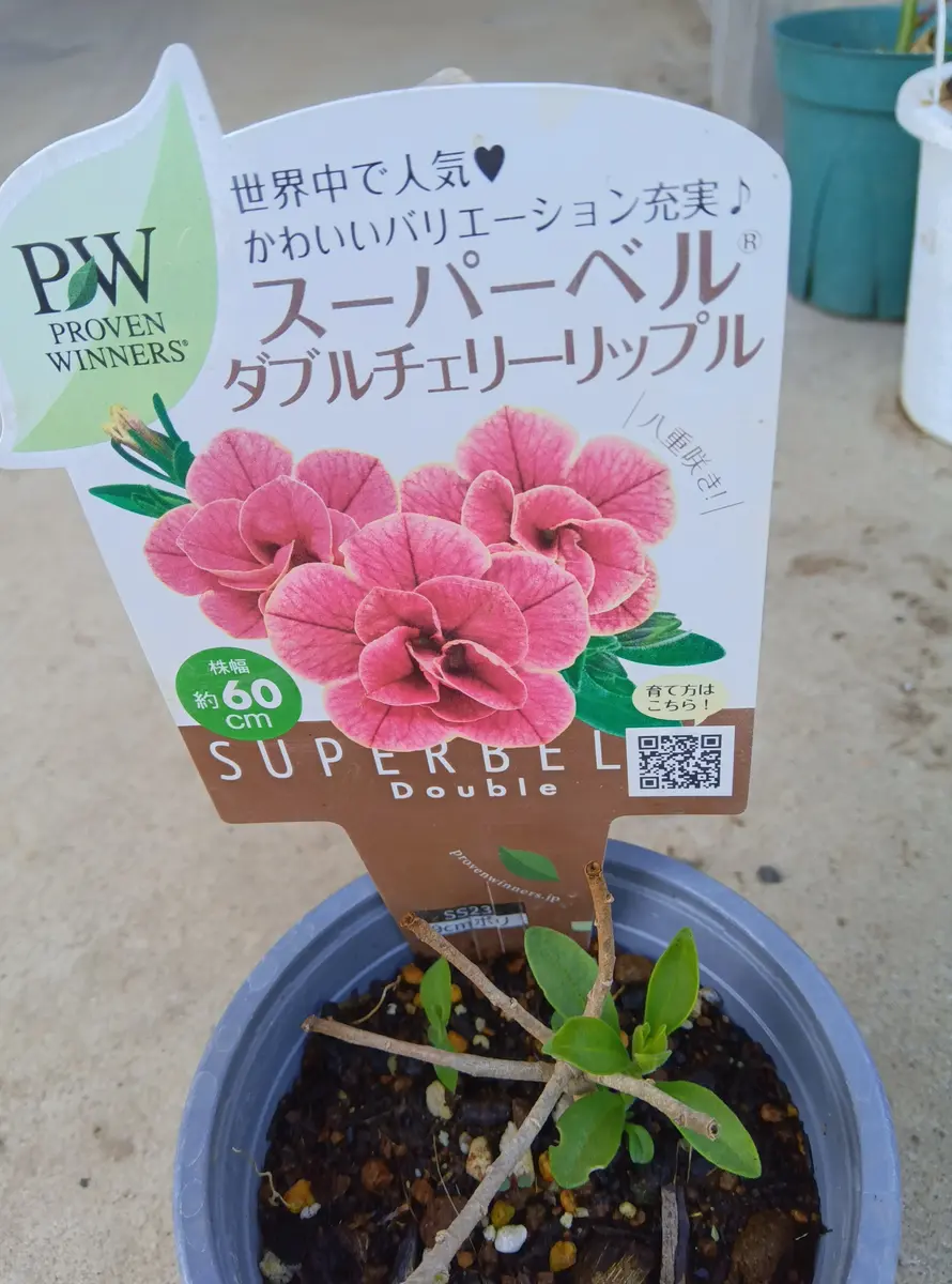 冬越ししたスーパーベル｜そだレポ（栽培レポート）byもかわさび