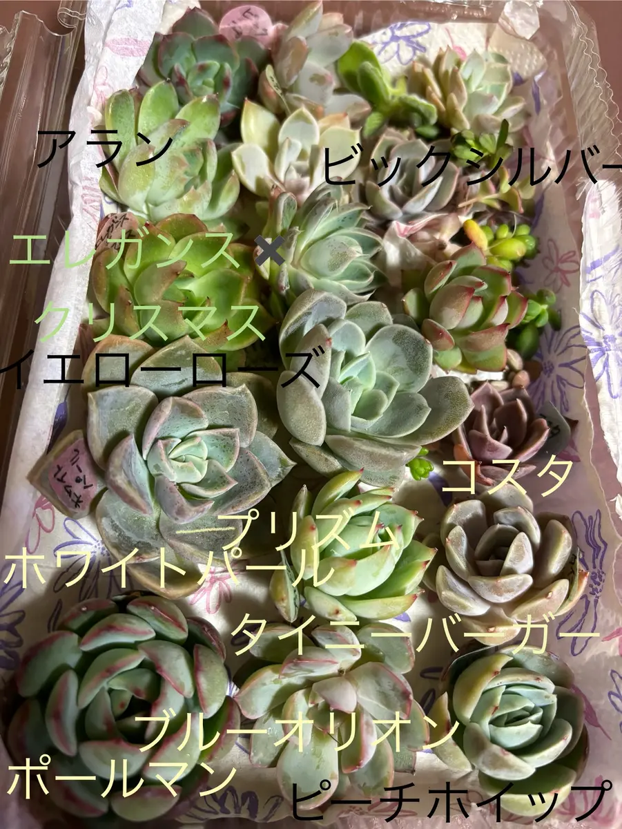 多肉ミニ寄せ植え｜そだレポ（栽培レポート）byPoohhhh｜みんなの趣味