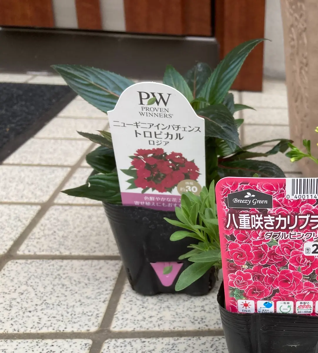 ニューギニアインパチェンスを育てる｜そだレポ（栽培レポート）byど