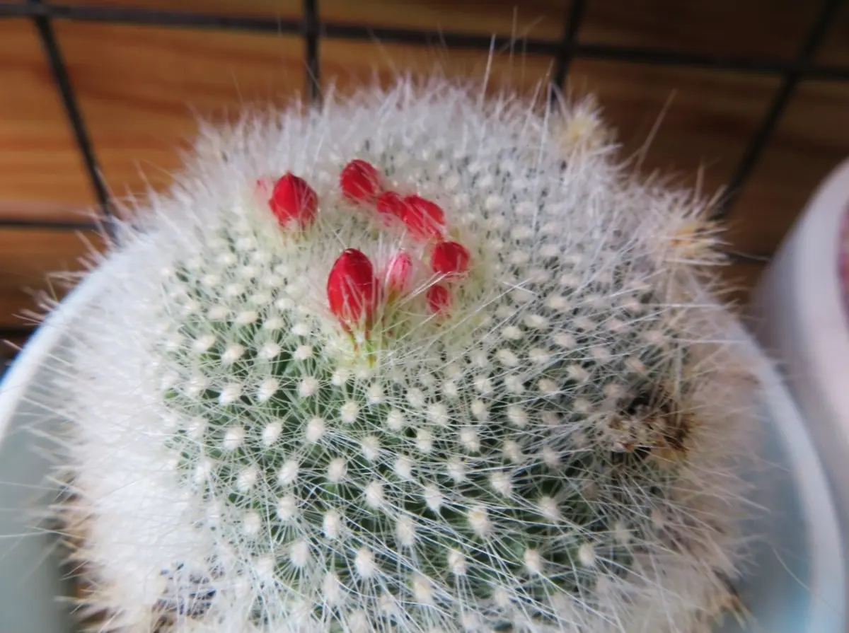 🌵ブラジリカクタス(雪晃)サボテンの花｜そだレポ（栽培レポート）by