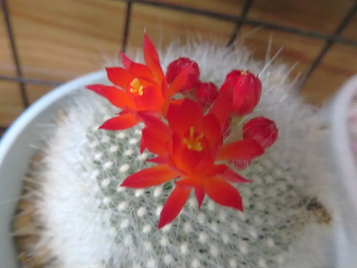 🌵ブラジリカクタス(雪晃)サボテンの花｜そだレポ（栽培レポート）by