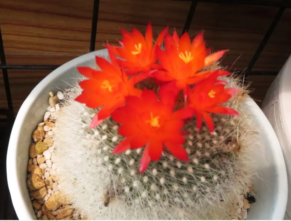 5つ咲き揃った🌵ブラジリカクタス(雪晃)サボテンの花「🌵ブラジリ