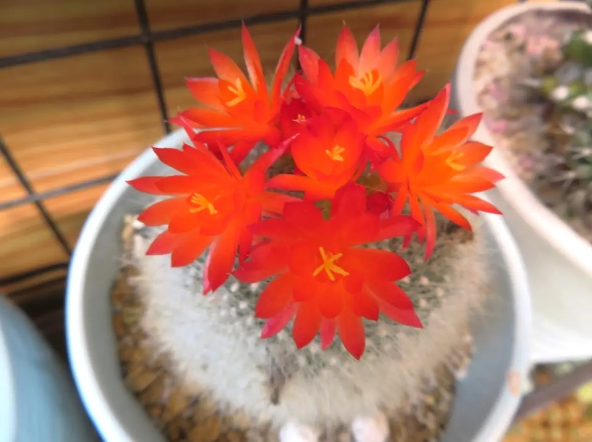 🌵ブラジリカクタス(雪晃)サボテンの花｜そだレポ（栽培レポート）by