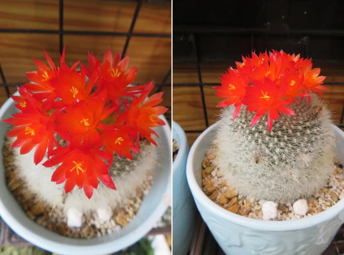 🌵ブラジリカクタス(雪晃)サボテンの花｜そだレポ（栽培レポート）by