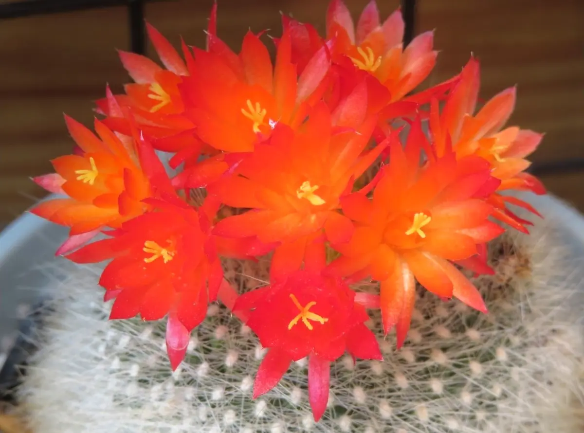 サボテン 雪晃♡抜き苗(^○^) 【公式通販】