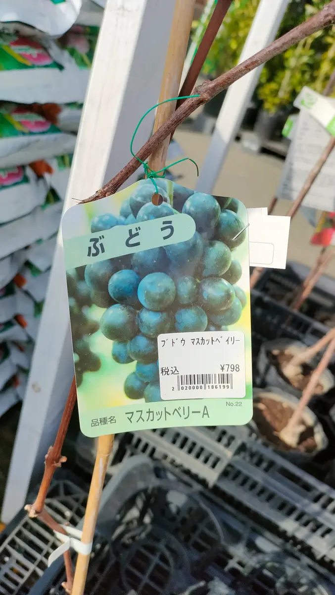 マスカットベーリーAでリベンジ｜そだレポ（栽培レポート）byやんじん 