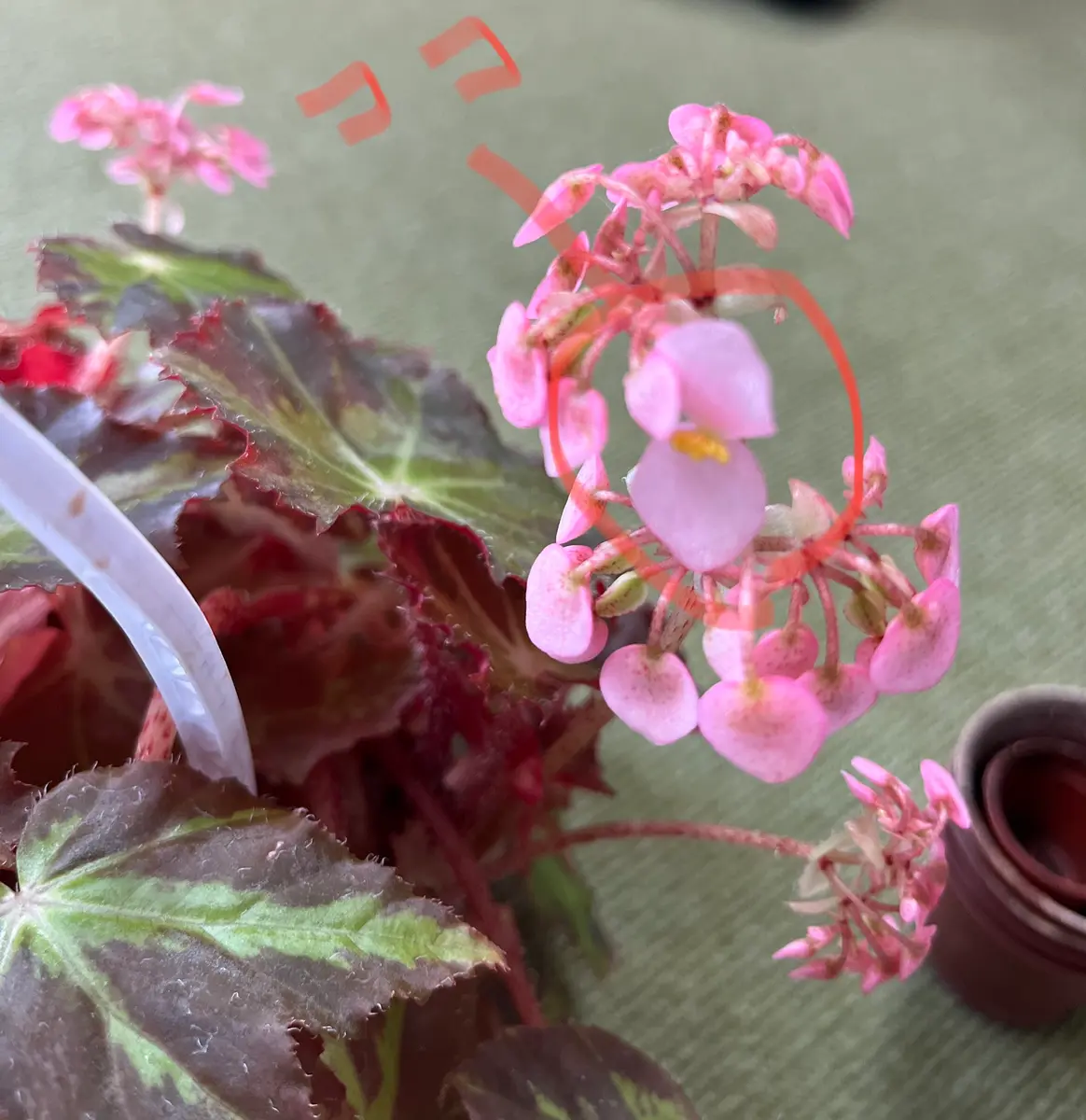 1本¥30 買い合わせおまとめ買い限定 レックスベゴニア 1本¥30 買い