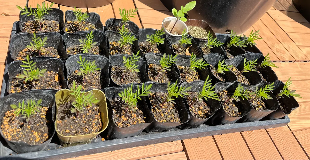 初めての種まき・マリーゴールドを種から育てる｜そだレポ（栽培