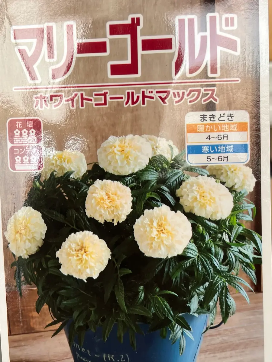 初めての種まき・マリーゴールドを種から育てる｜そだレポ（栽培