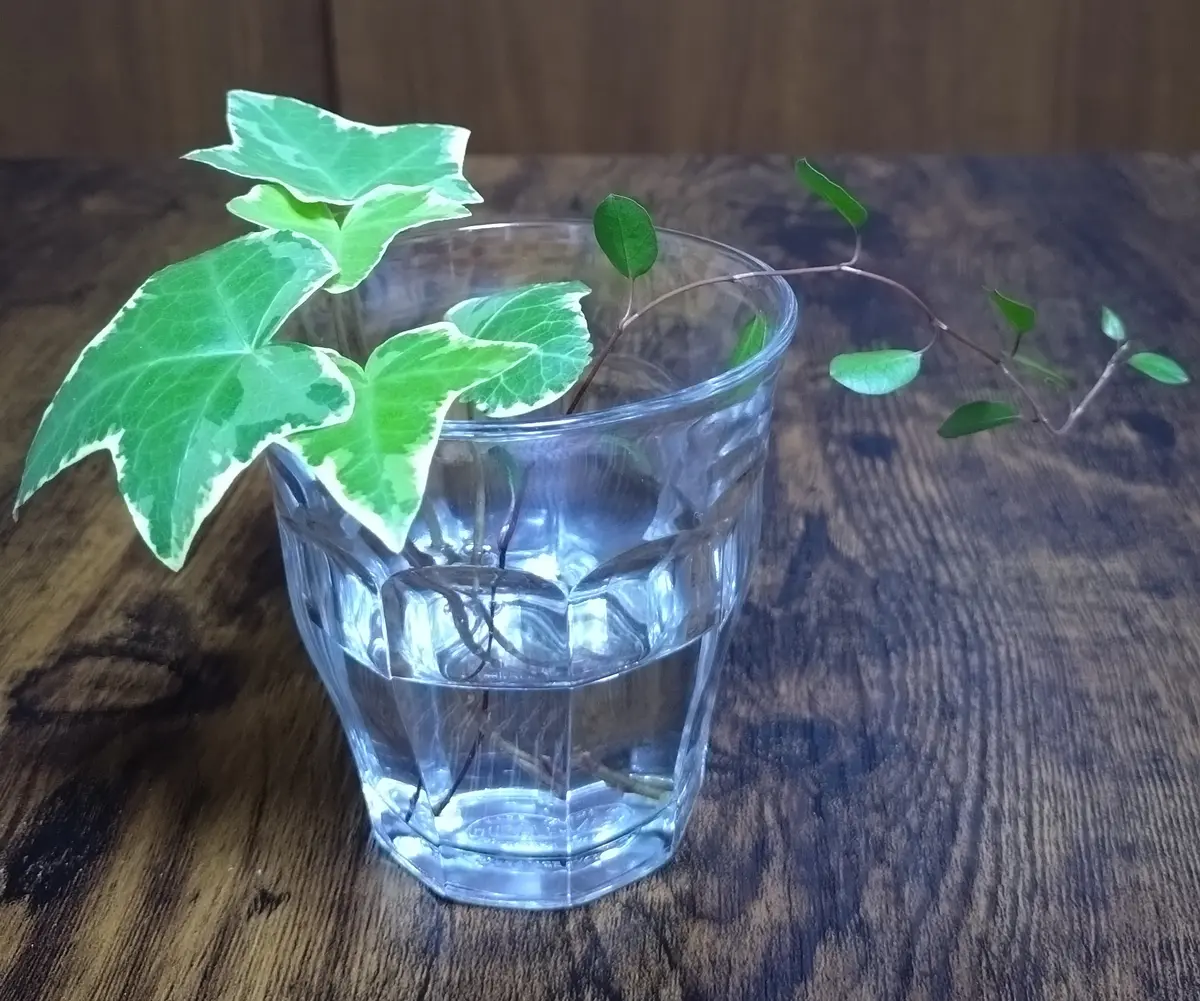 イマン イヴ 水差し プランター