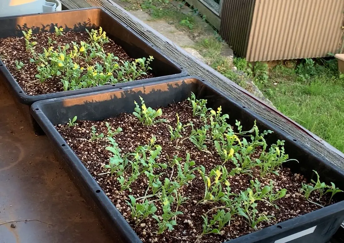 種から育てるネモフィラ畑｜そだレポ（栽培レポート）byよっぱ