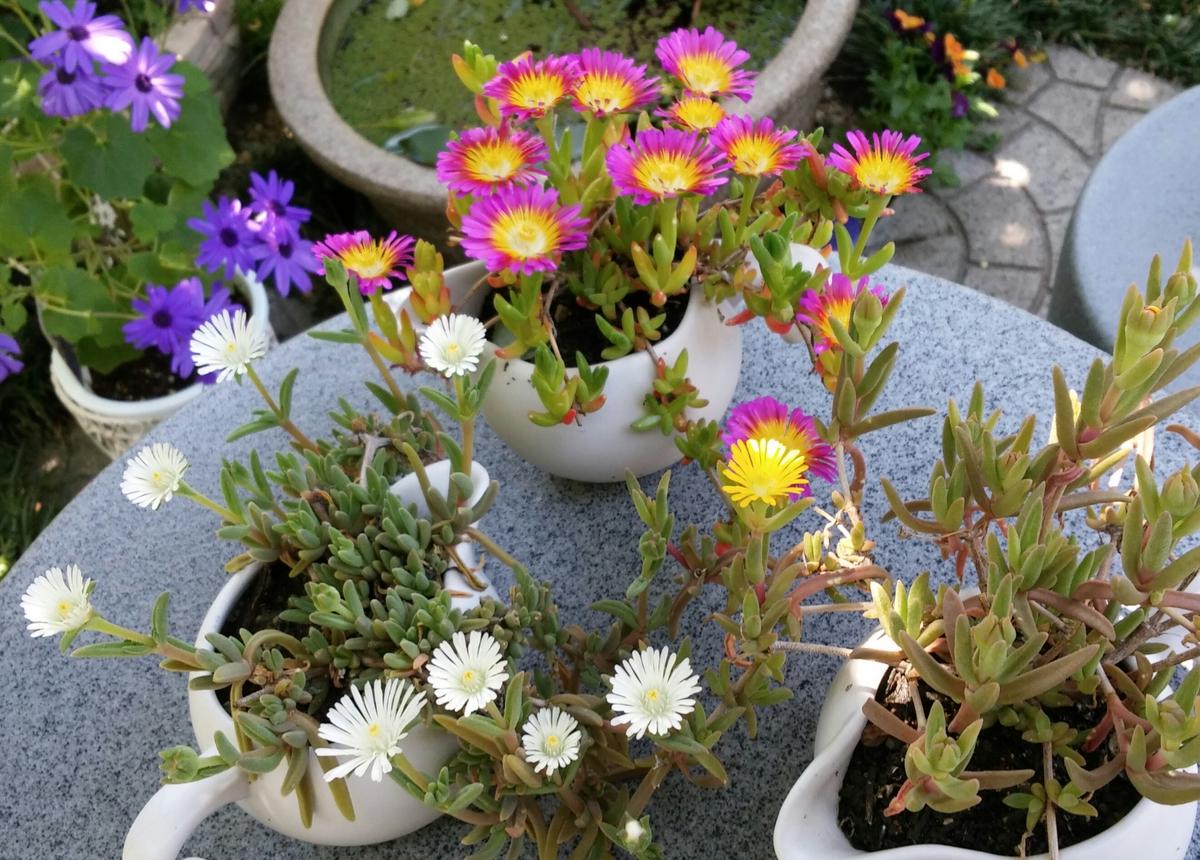 目指せ！砂漠の星空☆タワー｜マツバギク（松葉菊）のそだレポ（栽培