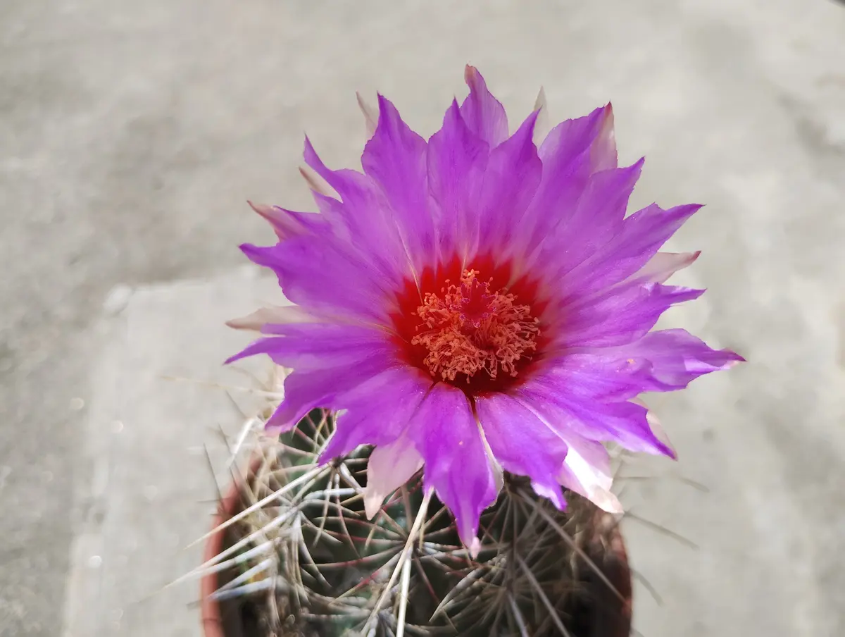 貴重実生品種‼️花サボテン ZB47レース花弁 貴重実生品種‼️花サボテン ZB47レース花弁 2025年10月16日 秋