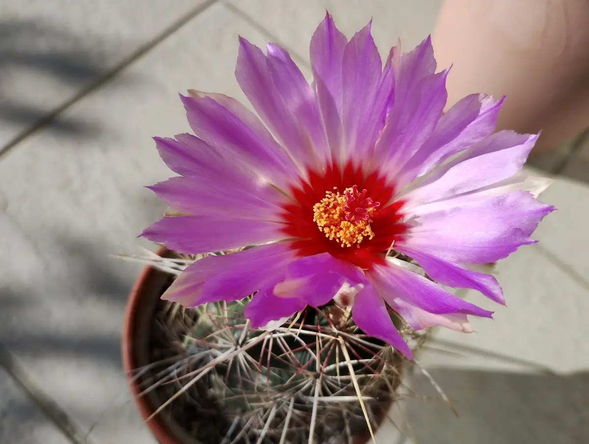 サボテンの交配、実生栽培(大統領)2024｜そだレポ（栽培レポート）byy