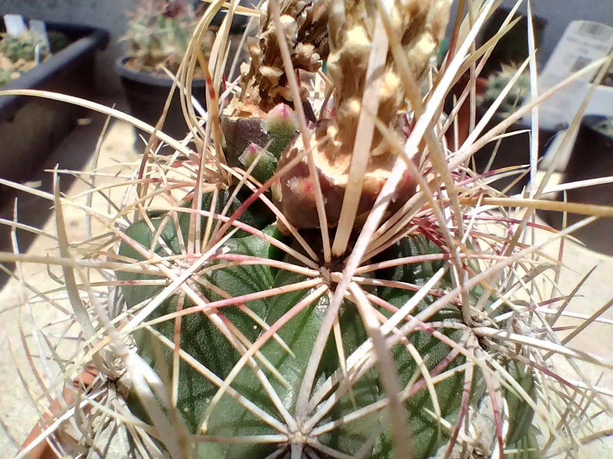 サボテンの交配、実生栽培(大統領)2024｜そだレポ（栽培レポート）byy