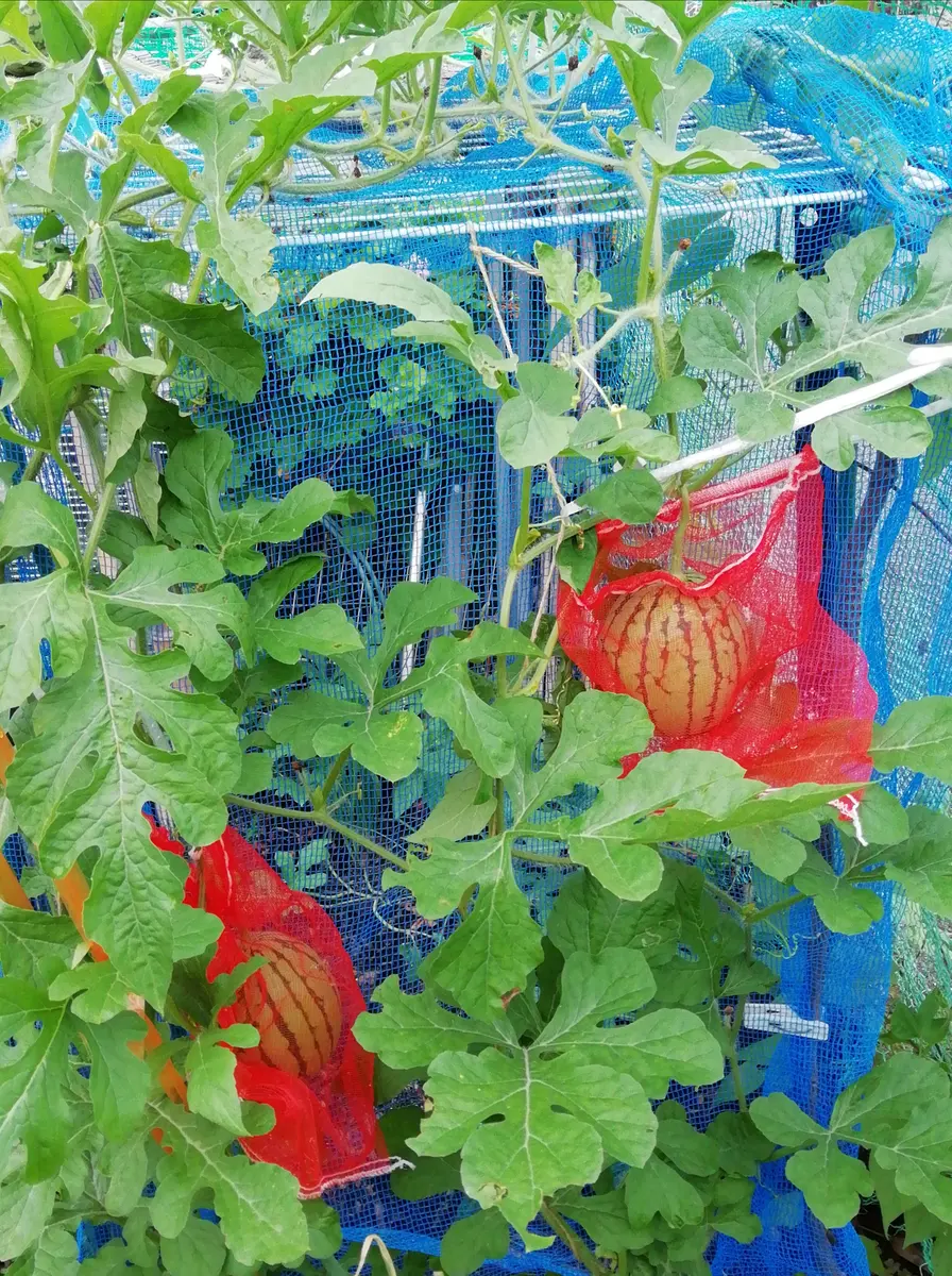 国華園オンラインショップ / 接木野菜苗 種なしスイカ ブラック