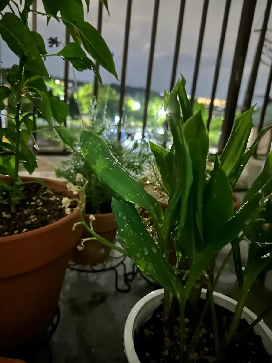 頂いた鉢植えのスズラン、来年も咲かせる事ができるか。｜そだ