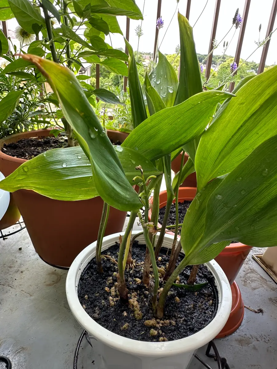 頂いた鉢植えのスズラン、来年も咲かせる事ができるか。｜そだ