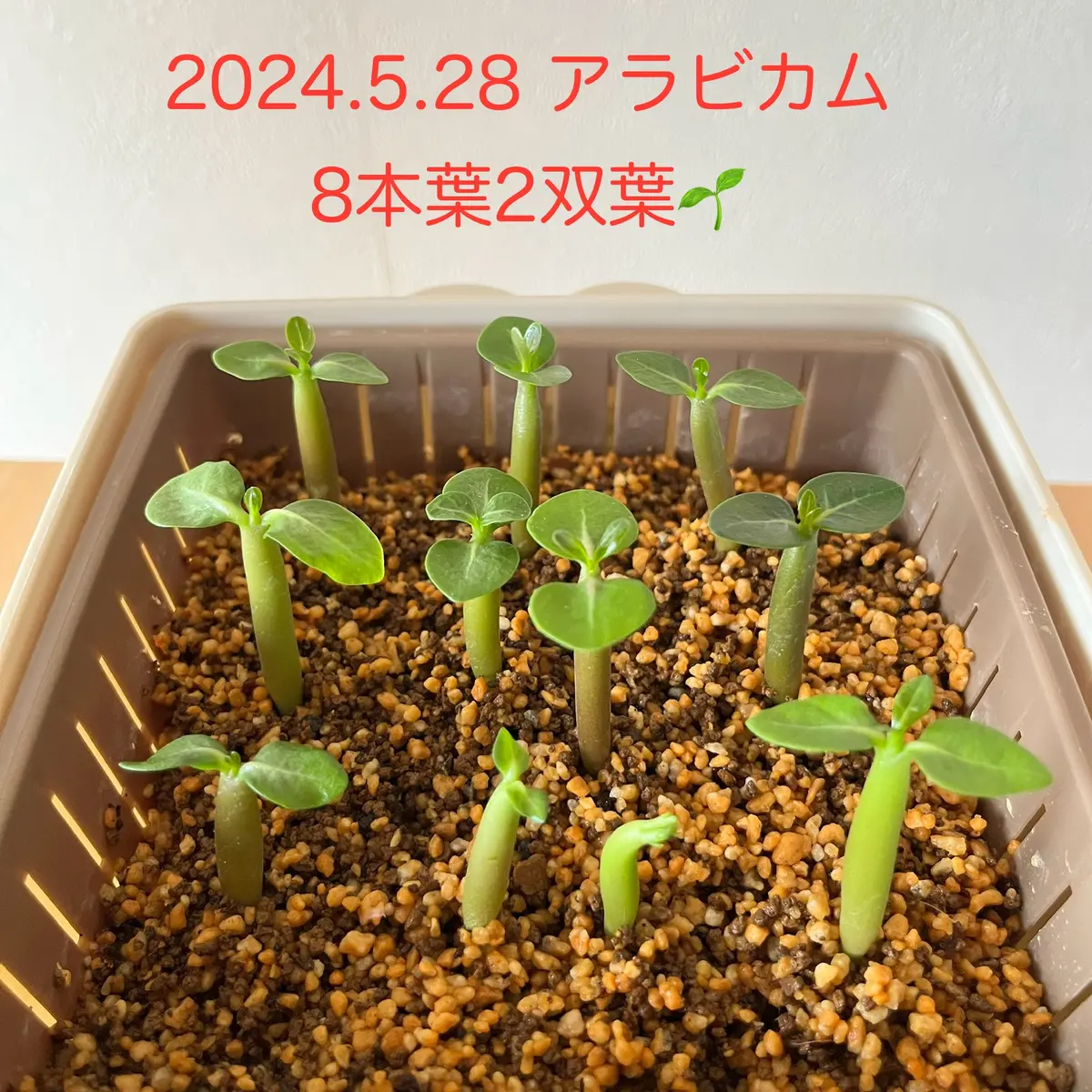 ② ［大株］アデニウム アラビカム 実生 当園で行っているアデニウムの実生方法 -種から育てるアデニウム
