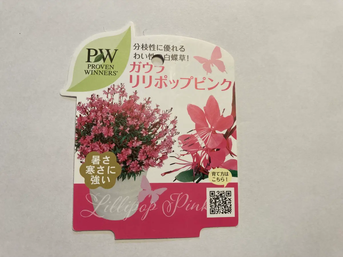 ガウラ リリポップピンクを咲かせるための株分けと移植｜そだレポ