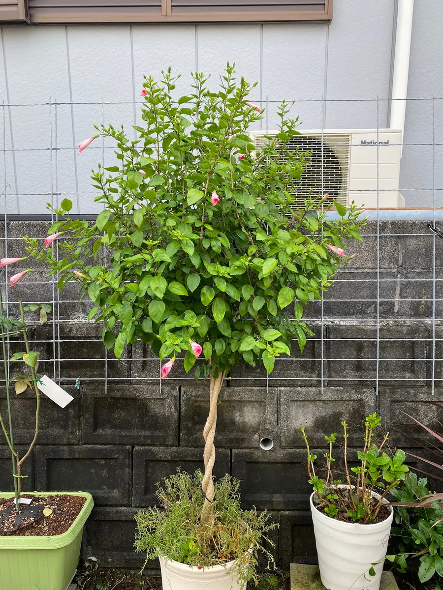鉢花　ハイビスカス　スタンド仕立て ねじり仕立て ３色咲き ３色植え　８号鉢　Ｂ 鉢花 ハイビスカス スタンド仕立て ねじり仕立て 3色咲き 8号