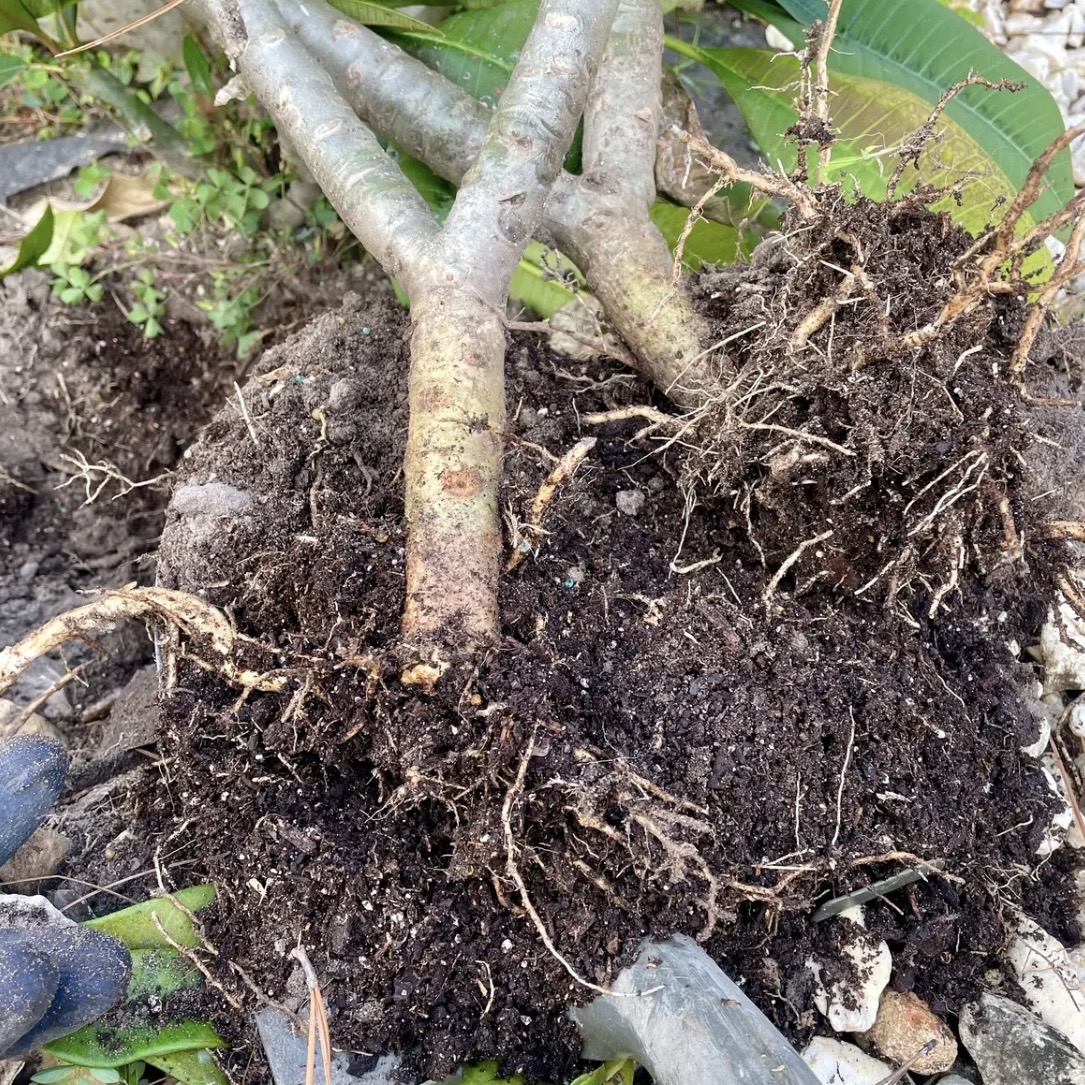 地植えプルメリアから挿し木に挑戦｜プルメリアのそだレポ（栽培