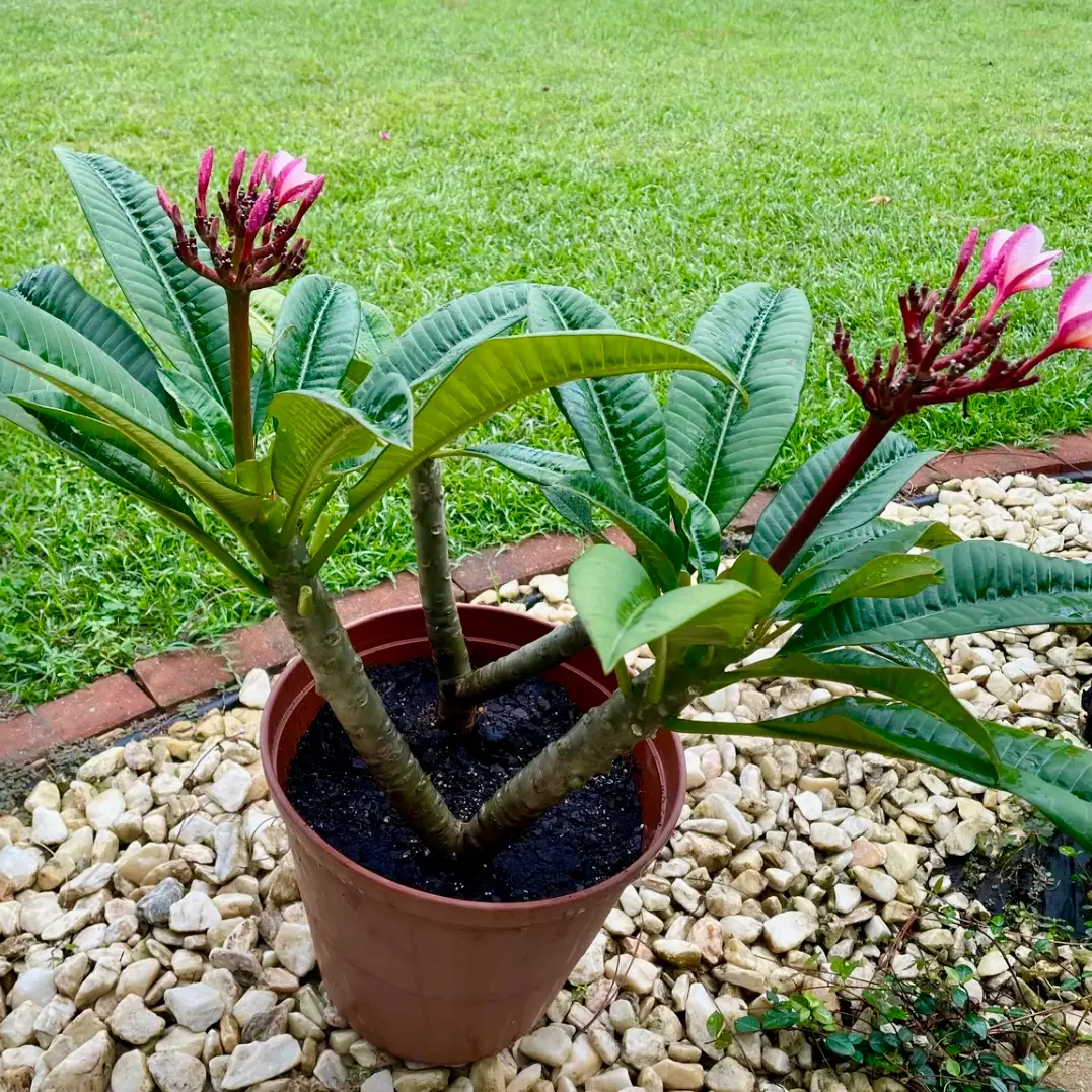 地植えプルメリアから挿し木に挑戦｜そだレポ（栽培レポート）by海辺の