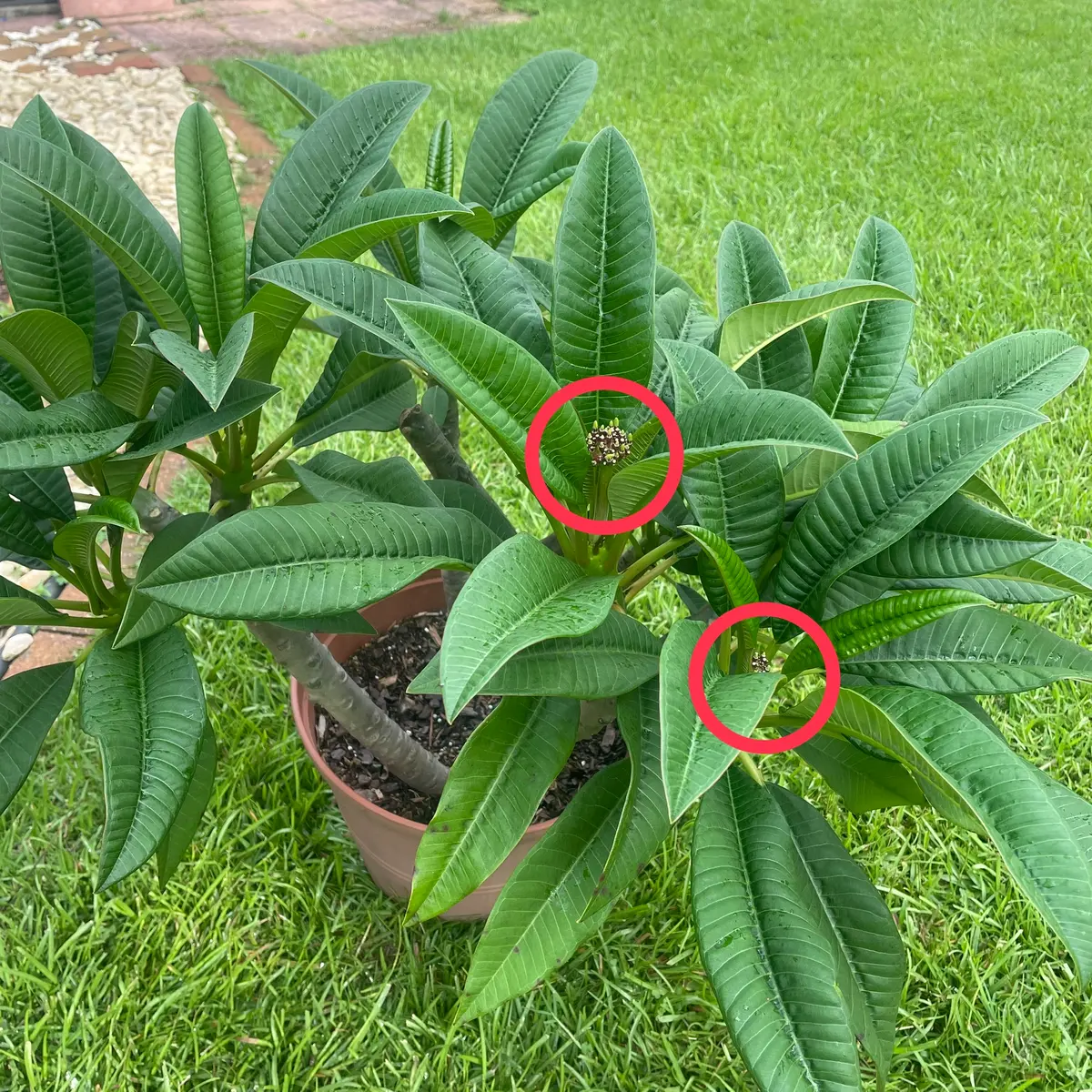 地植えプルメリアから挿し木に挑戦｜プルメリアのそだレポ（栽培