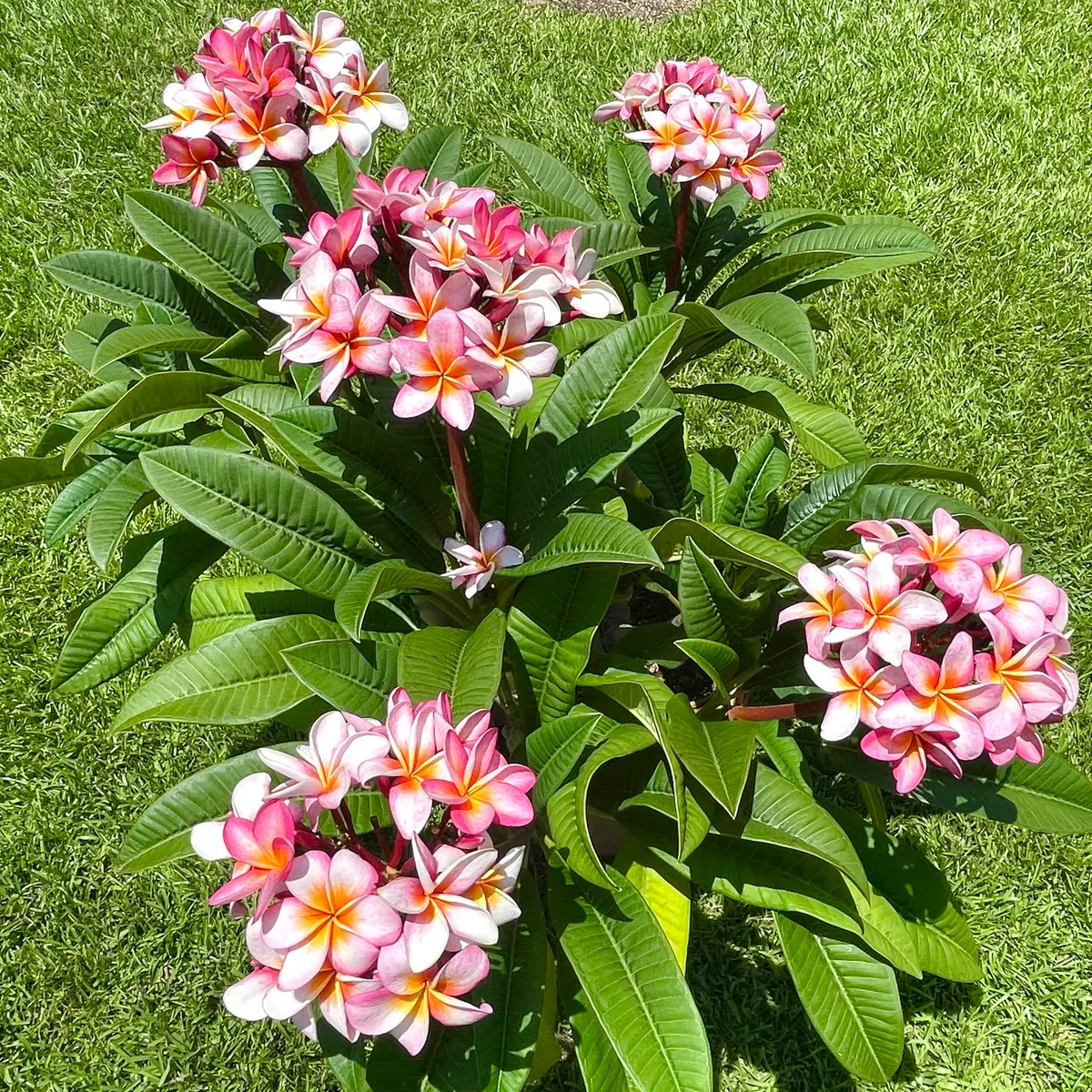 地植えプルメリアから挿し木に挑戦｜そだレポ（栽培レポート）by海辺の