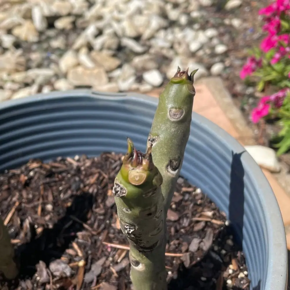 プルメリア　挿し木 プルメリア(挿し木株)｜園芸日記bymurachan｜みんなの趣味の園芸