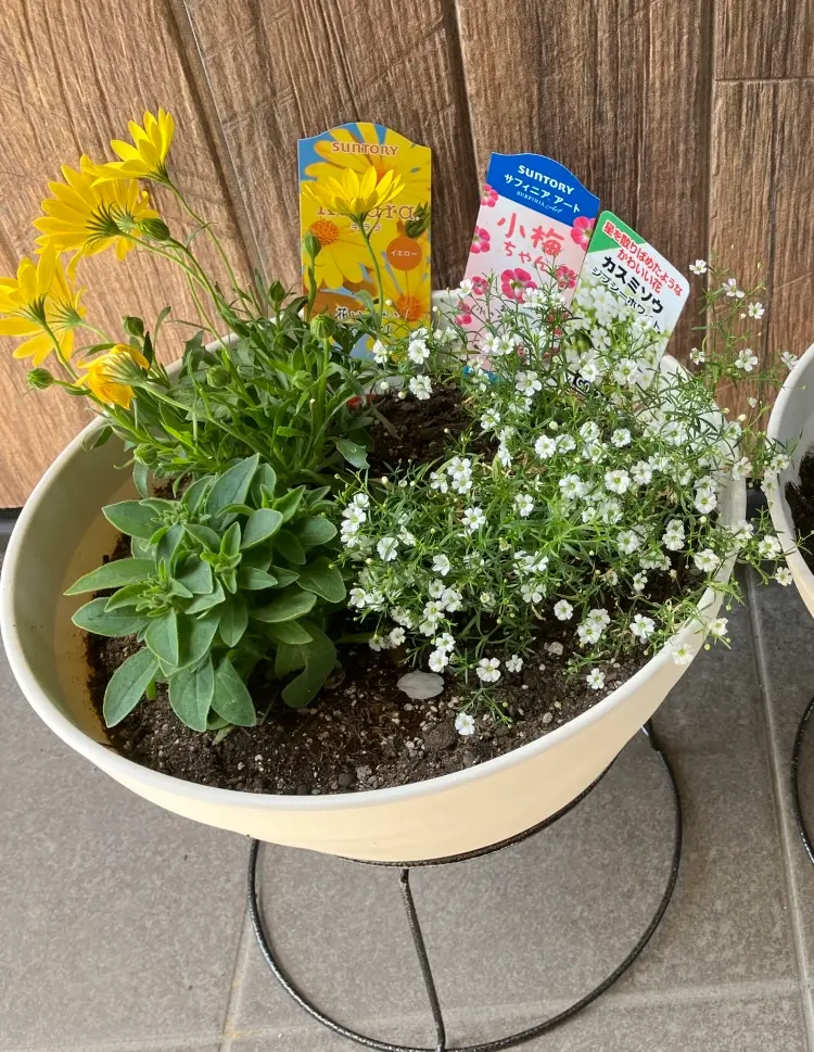 小梅様 サフィニアアート 小梅ちゃん｜そだレポ（栽培レポート）by＊emy