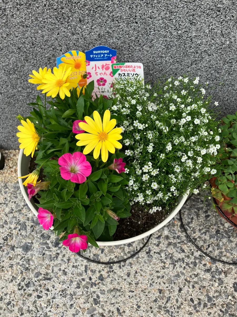 サフィニアアート 小梅ちゃん｜そだレポ（栽培レポート）by＊emy