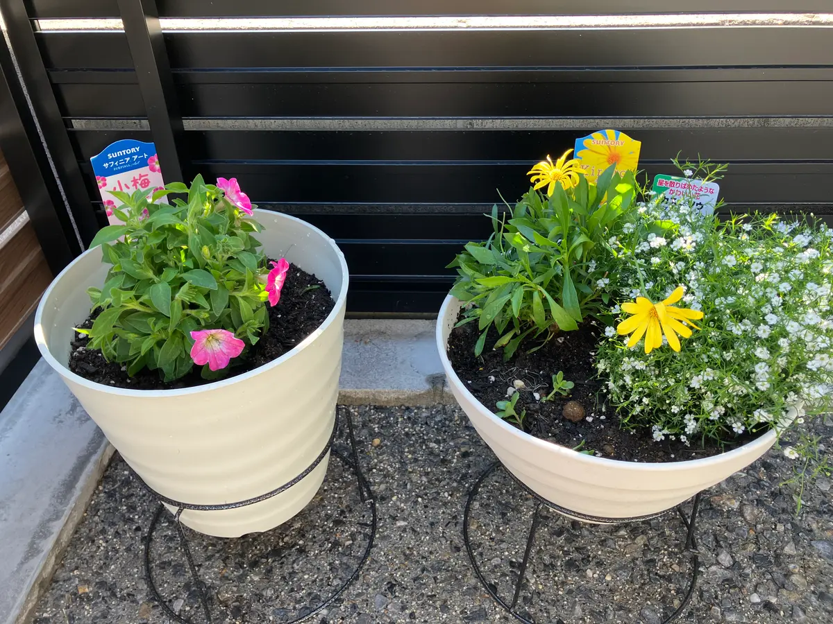 サフィニアアート 小梅ちゃん｜そだレポ（栽培レポート）by＊emy