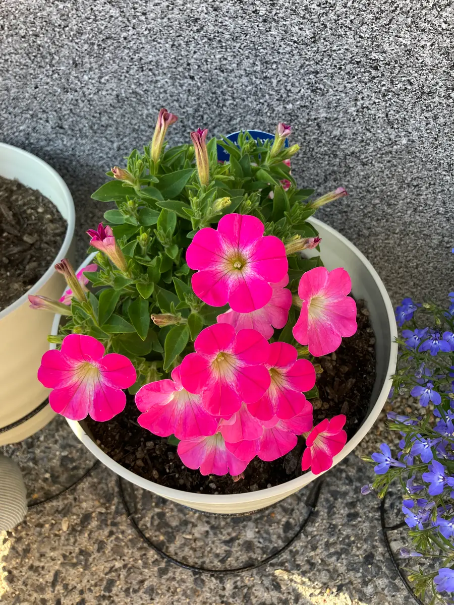 サフィニアアート 小梅ちゃん｜そだレポ（栽培レポート）by＊emy