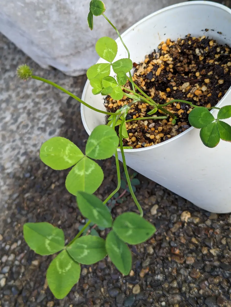四葉のクローバーはどれだけ四葉が出るの？🍀｜そだレポ（栽培