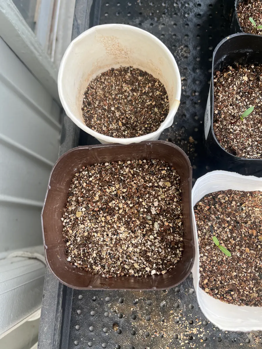 ひまわり の 種 植え 方