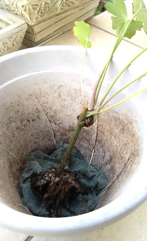 ラナンキュラスラックス エリス 挿し芽＆株分けダブルで増やす😃｜そだ