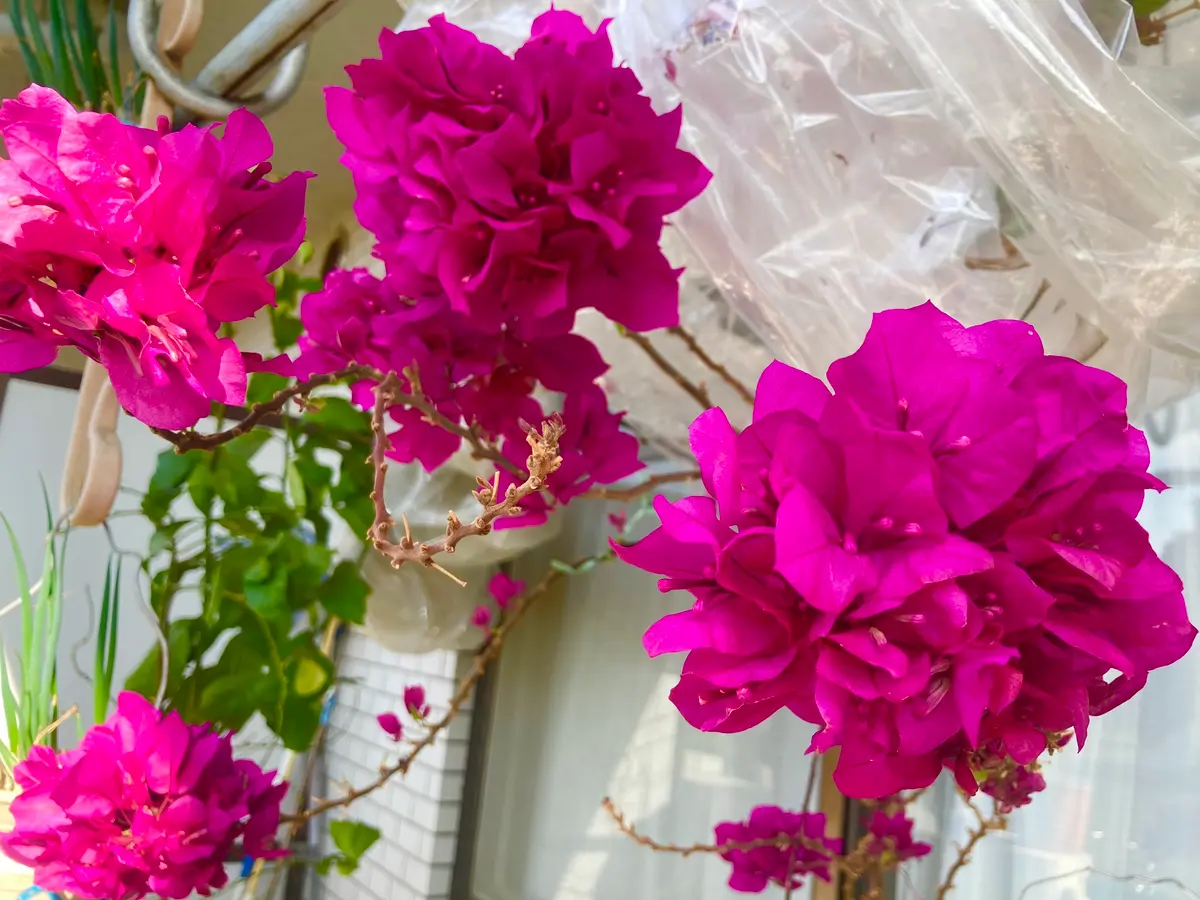 ベランダで寒さに強い子に育てる！ブーゲンビリア7姉妹の育て方日記