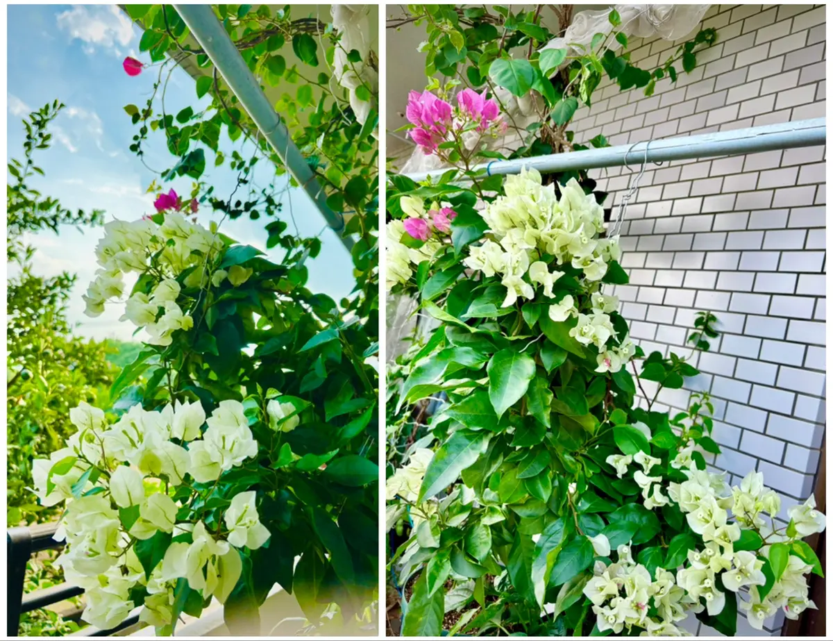 ベランダで寒さに強い子に育てる！ブーゲンビリア7姉妹の育て方日記