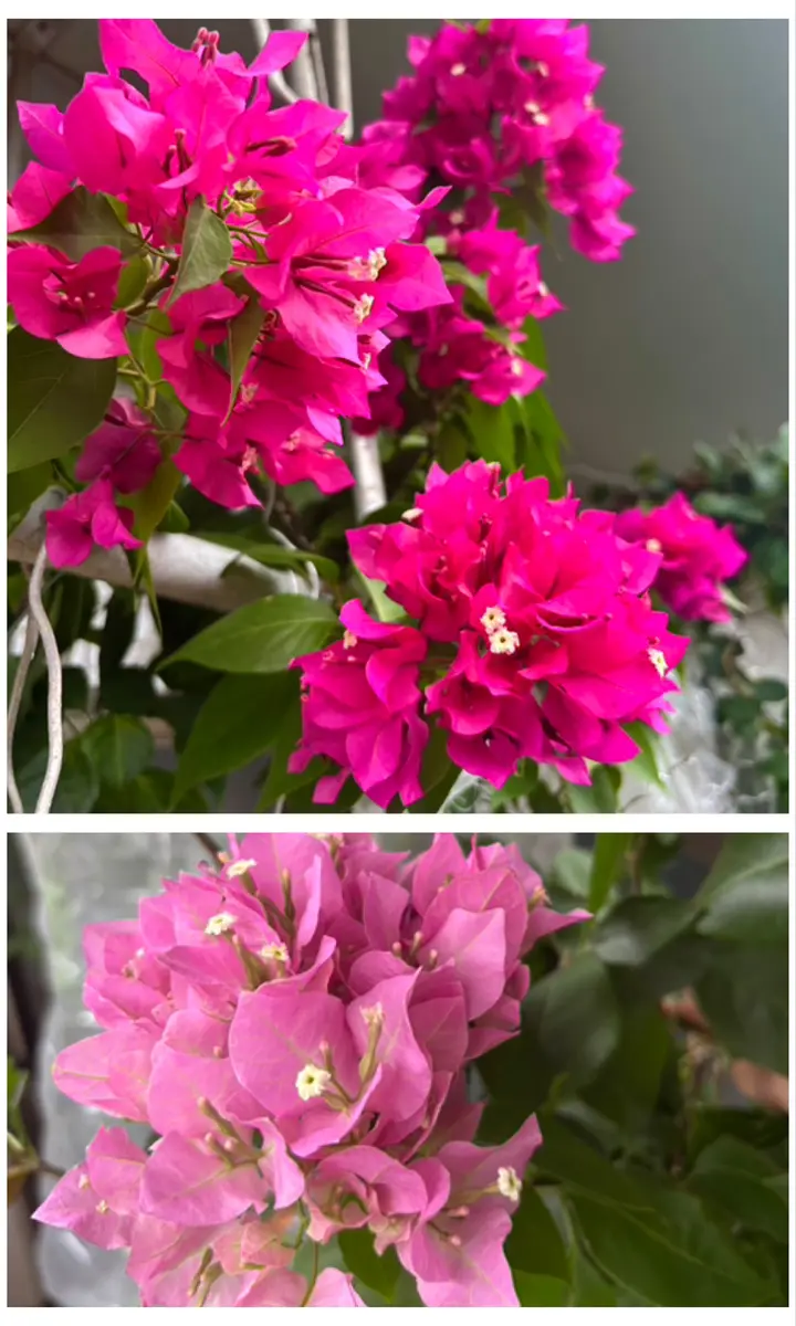 ブーゲンビリア　超希少大株　繰り返し咲き　蕾付き　開花株 ブーゲンビリア 超希少大株 繰り返し咲き 蕾付き 開花株 - メルカリ