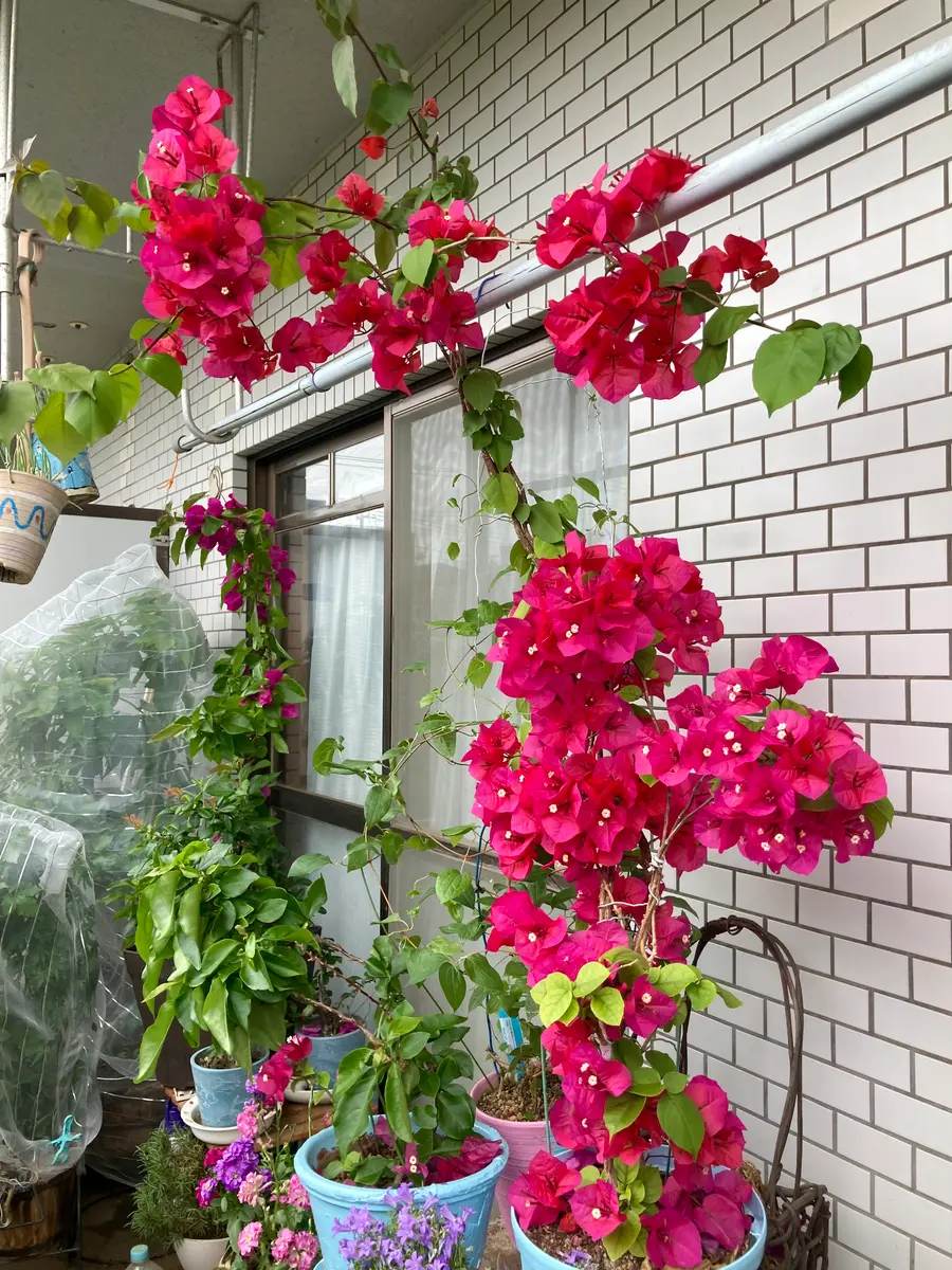 ベランダで寒さに強い子に育てる！ブーゲンビリア7姉妹の育て方日記