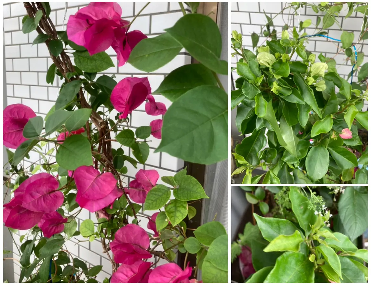 ベランダで寒さに強い子に育てる！ブーゲンビリア7姉妹の育て方日記