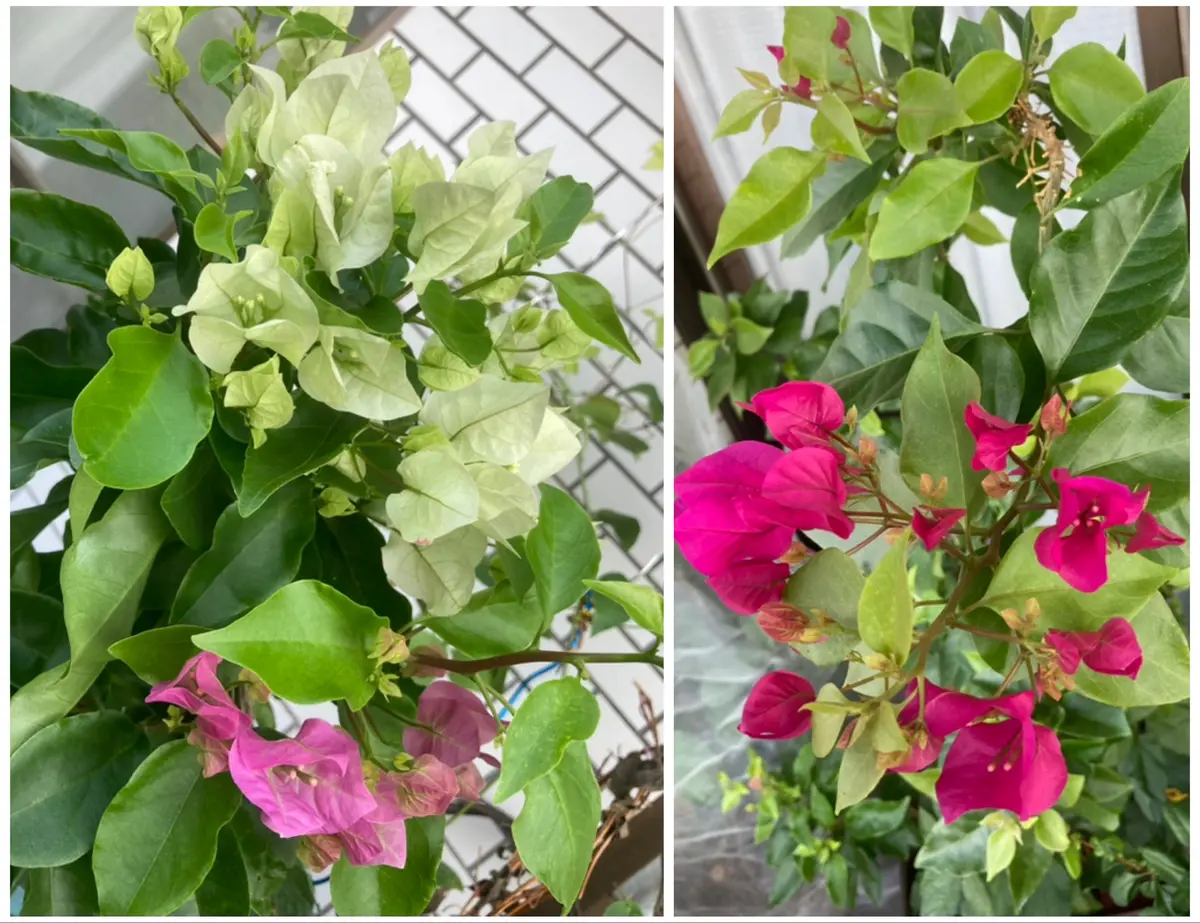 ベランダで寒さに強い子に育てる！ブーゲンビリア7姉妹の育て方日記