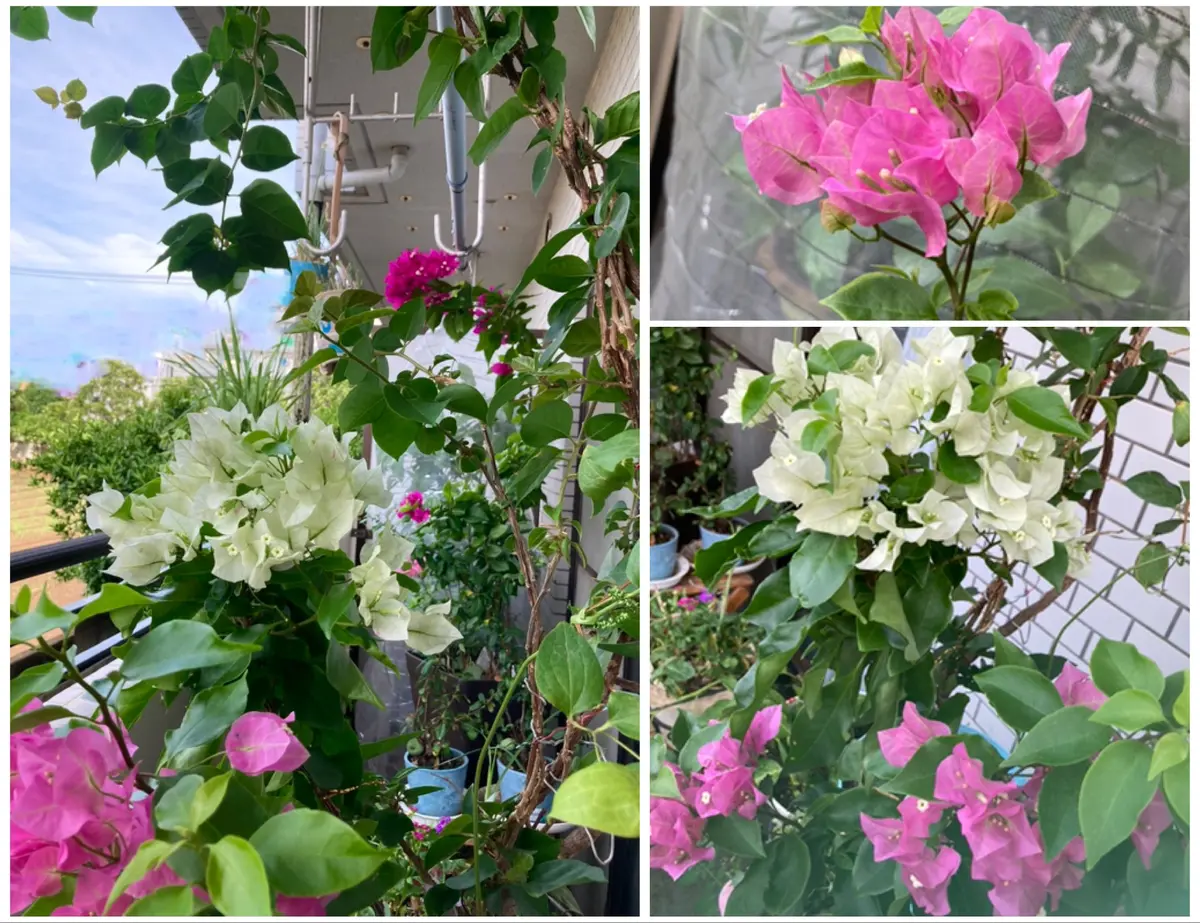 ベランダで寒さに強い子に育てる！ブーゲンビリア7姉妹の育て方日記