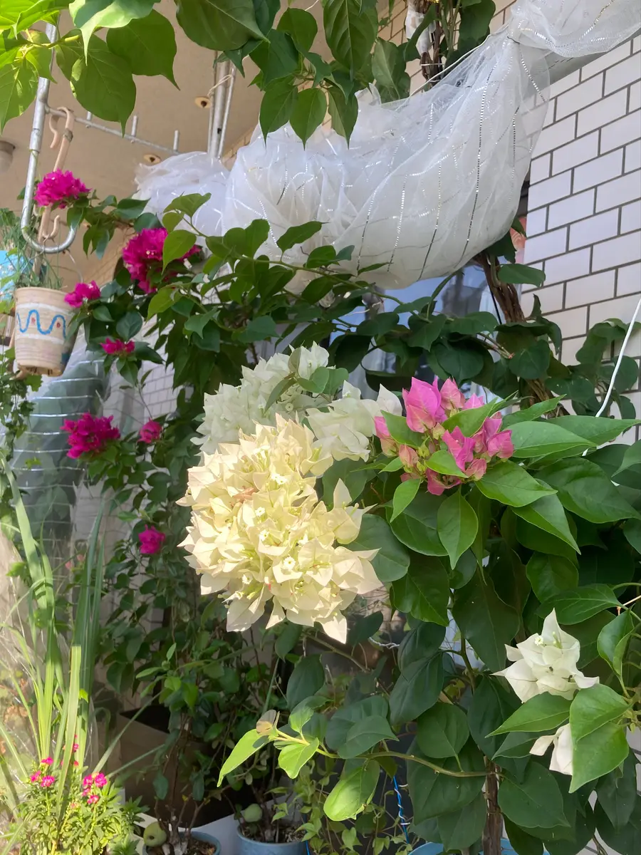 ベランダで寒さに強い子に育てる！ブーゲンビリア7姉妹の育て方日記