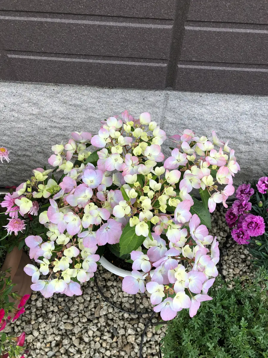 クリスタルヴェール2をベビー苗から育てる｜そだレポ（栽培レポート