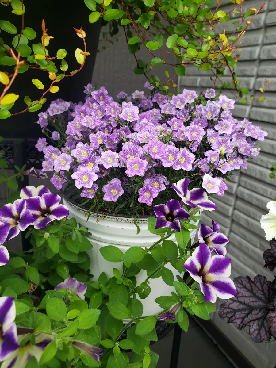 カレンさま2点おまとめ✨パオラフラーニ ブルーレーベル ワンピース アルパカ ビオラ 『ヘブンリーブルー』 | すべての商品 | | Junk sweet Garden