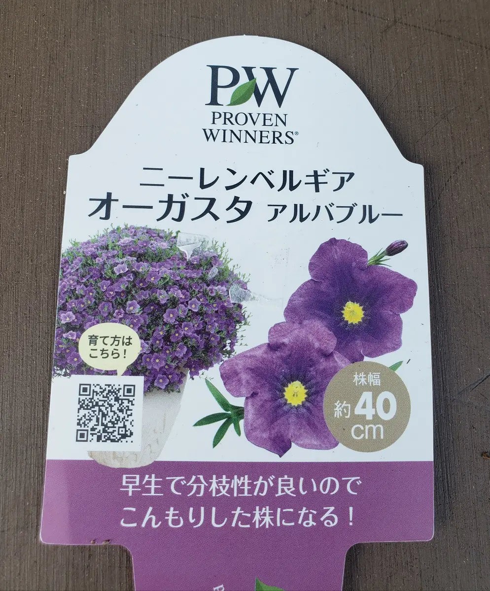 PWのニーレンベルギアオーガスタアルバブルーを育ててみる｜そだレポ