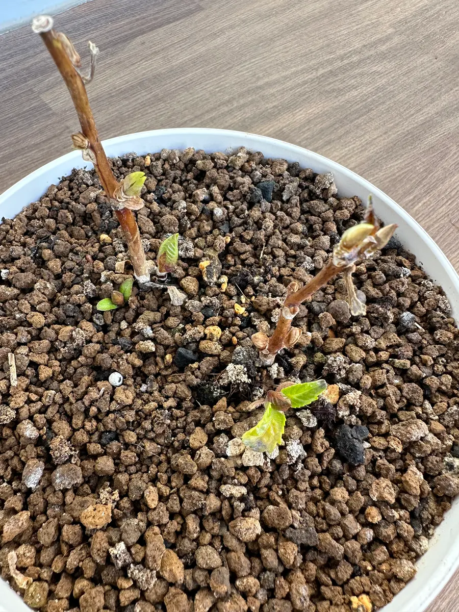 挿し木の紫陽花を育てる｜そだレポ（栽培レポート）byベランダ園芸